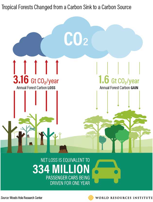 Las selvas pasan de sumideras de carbono a fuentes de carbono. Crédito: Instituto de Recursos Mundiales.