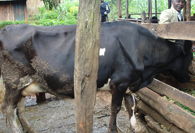 Los animales domésticos que se alimentan de granos contaminados con aflatoxinas, pueden contagiarlas a la leche o la carne. Crédito: Miriam Gathigah/IPS.