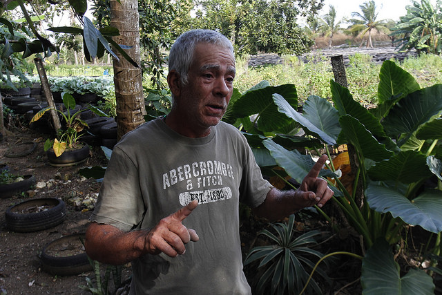 El productor Carlos Manuel Borrero, al que todos llaman el Hombre Goma por sus canteros hechos con neumáticos viejos, en la finca La Melissa, municipio de San Miguel del Padrón, uno de los que conforman La Habana, en Cuba. Crédito: Jorge Luis Baños/IPS