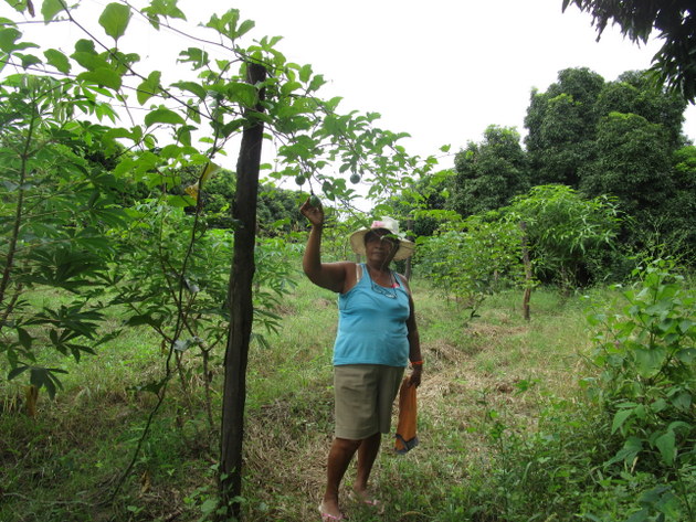 Escolástica Juárez, una agricultora de 59 años, en la parcela familiar donde cultiva en forma orgánica frutales y hortalizas, en el caserío de Chapica, en la provincia de Morropón, en el costero y norteño departamento de Piura, en Perú. Ella ha contribuido a impulsar la alimentación saludable en la escuela local. Crédito: Cortesía de Sabina Córdova