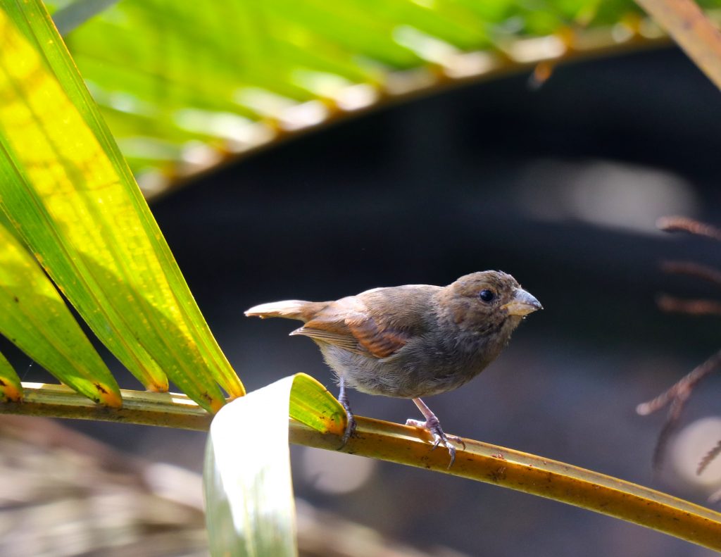 Santa Lucía tiene una riqueza excepcional de animales y plantas. En este país insular viven 2.000 especies autóctonas, de las cuales casi 200 no están en ningún otro lugar. Crédito: Desmond Brown/IPS.