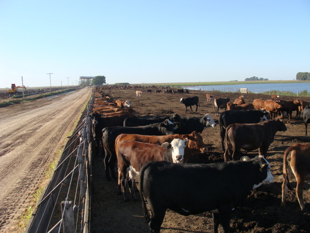 La ganadería es responsable de las mayores emisiones de gases de efecto invernadero en Argentina, por encima del transporte, con 76,41 millones de toneladas anuales de dióxido de carbono equivalentes, un 20,7 por ciento del total. Crédito: Cortesía de Ana Garcia