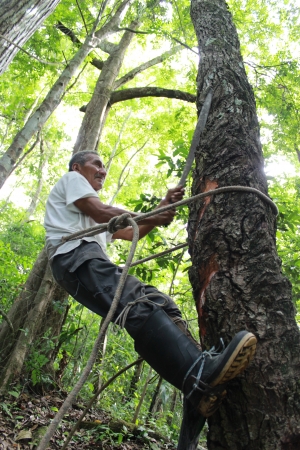 Las empresas forestales comunitarias gestionan más de 420 mil hectáreas dentro de la Reserva de la Biosfera Maya. Crédito: FAO