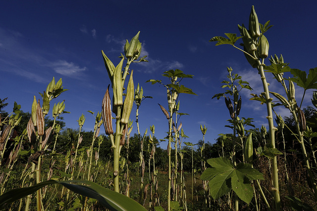 Gracias a técnicas de conservación y manejo del suelo, plantas de quimbombó (Abelmoschus esculentus), también conocida como ocra, crecen en la finca 5 de Julio, en los alrededores del barrio de Alamar, en el capitalino municipio de Habana del Este, en Cuba. Crédito: Jorge Luis Baños/IPS