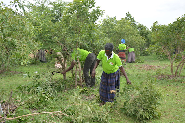 Farmers undertaking periodic pruning at vegetation Susudi, in the Upper East Region of Ghana. Credit: Albert Oppong-Ansah/IPS