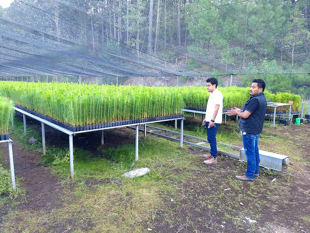 Personal de la comunidad forestal de Ixtlán de Juárez inspecciona plantas que serán sembradas en el bosque que manejan dentro del municipio de mismo nombre, en el estado sureño de Oaxaca, en México. Su plan es construir un huerto de semillas para generar especies de pino más resistentes al cambio climático. Crédito: Emilio Godoy/IPS