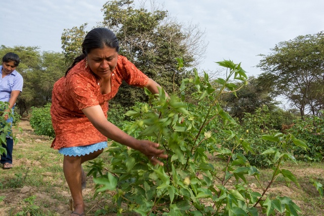 Dos productoras revisan las flores de algodón nativo de colores, en el distrito de Mórrope, en el departamento de Lambayeque, en Perú. Crédito: Imanol Camblor/FAO