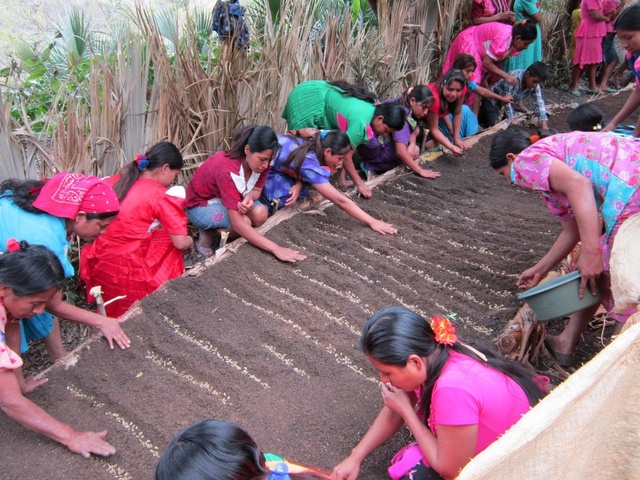 Mujeres trabajando en la producción de granos básicos. Departamento de Chiquimula, Guatemala. Crédito: SECAC