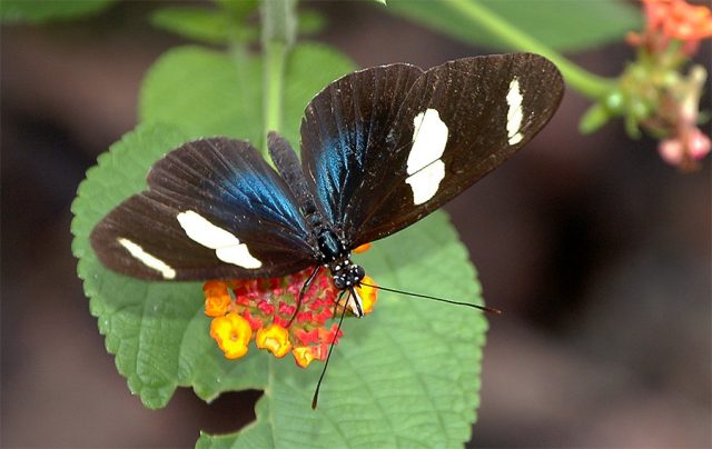 En la fotografía una pequeña mariposa Heliconius sara azul. La investigación concluyó que algunos ectotermos podrían estar adaptando su comportamiento para hacer frente al calor, pero a expensas de las actividades normales necesarias para su supervivencia y su reproducción. Crédito: Cortesía: Godfrey Bourne.