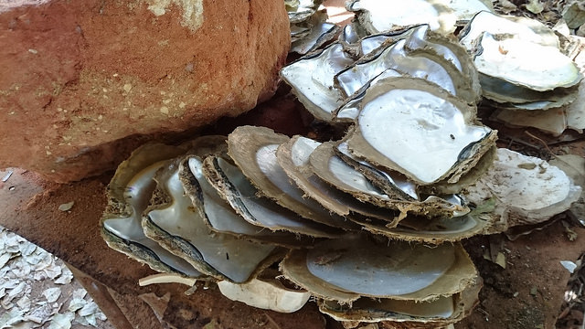 Madreperlas en la bahía de Cygnet. Australia es el único país del mundo que usa reservas de ostras silvestres para garantizar la sostenibilidad de la industria perlera, mediante un sistema de cuotas. Crédito: Neena Bhandari/IPS.