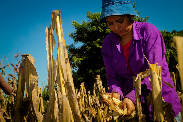 Domitila Reyes arranca mazorcas de maíz en una plantación en Ciudad Romero, un asentamiento rural del municipio de Jiquilisco, en el este de El Salvador. La producción de granos básicos como maíz y frijol se ven afectadas en amplias áreas del país, debido al impacto que produce el cambio climático en los cultivos. Crédito: Edgardo Ayala/IPS