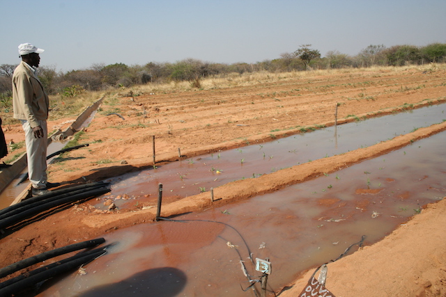 Miembro del Programa de Irrigación de Tjankwa, de ocho hectáreas, en el distrito de Plumtree, 100 kilómetros al oeste de Bulawayo, Zimbabwe. Crédito: Busani Bafana/IPS.