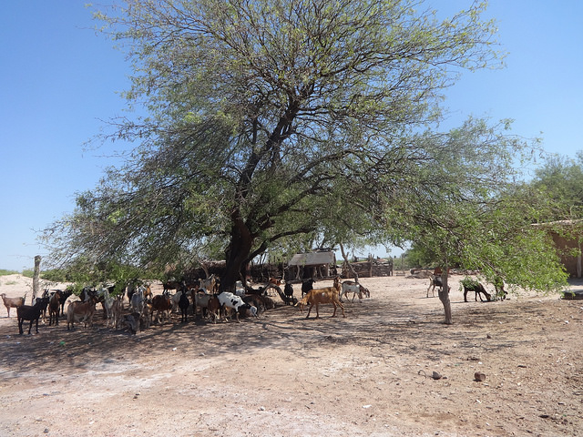 Una pequeña finca pecuaria en la provincia de Santiago del Estero, en el norte de Argentina, donde las familias crían cabras y ovejas, por las sequías, incrementadas por el cambio climático y la consecuente degradación de los suelos. Fabiana Frayssinet/IPS