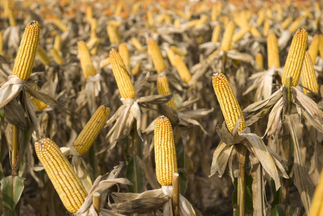 Una plantación de maíz en la pampa, la zona productiva de Argentina por excelencia. El maíz es el segundo cultivo, detrás de la soja, en cuanto a superficie sembrada y ambos son en su casi totalidad transgénicos. Crédito: Secretaría de Agroindustria
