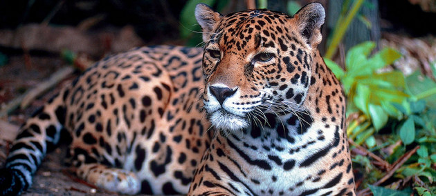 El jaguar, una de las especies en peligro de extinción. Crédito: Dominio público