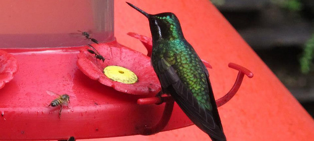 Las aves han sido una de las especies más afectadas por el cambio climático. Crédito: Jing Zhang/ONU