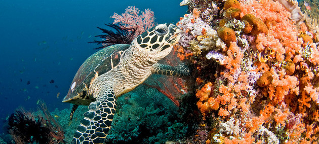 Una tortuga marina nada en un arrecife de coral en las Islas Maldivas. Crédito: Jayne Jenk/Coral Reef Image Bank