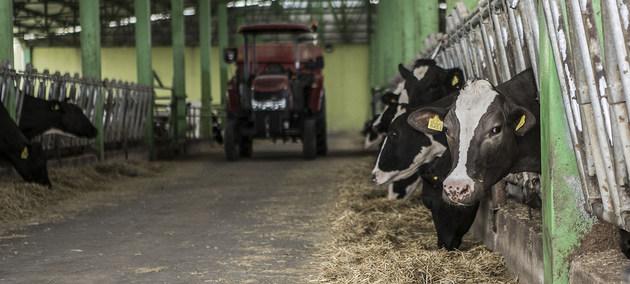 Vacas en un establo. Crédito: Carly Learson/FAO