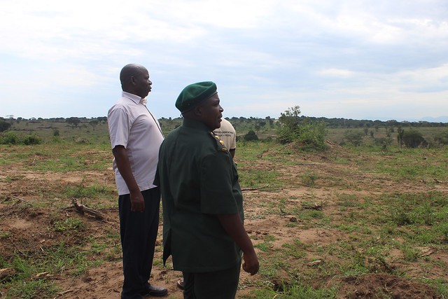 Funcionarios de la Autoridad de la Vida Silvestre de Uganda, en una de las áreas del Parque Nacional Queen Elizabeth donde se ha logrado erradicar el espinoso arbusto de la hoz, dentro del plan de restauración de la mayor y más biodiversa área protegida del país y una de las mayores de África. Su fauna ha sufrido y sufre los embates de la invasión de una planta que la expulsa de sus hábitats tradicionales. Crédito: Wambi Michael/IPS