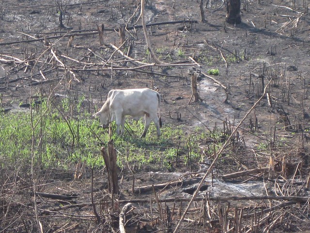 Incendio intencional en el estado de Acre, en el noroeste de Brasil. La mayoría de los incendios forestales amazónicos es para dar espacio a la ganadería extensiva, de bajísima productividad. Gran parte de la deforestación amazónica tiene objetivos patrimoniales, de apropiación de tierras públicas, no de producción. Ante la amenaza de sanciones comerciales por la deforestación, los grandes agricultores de exportación tratan de apartarse de esa destrucción ambiental y presionaron el gobierno de Jair Bolsonaro por medidas contra los incendios y abandono del discurso antiambientalista. Crédito: Mario Osava/IPS