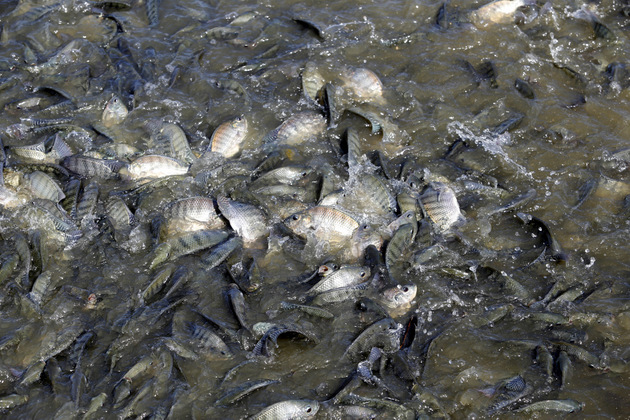 Mantener y elevar los ritmos de crecimiento de la acuicultura integra las metas latinoamericanas, con países como Cuba, donde cultivan la tilapia Gift, que es mejorada genéticamente en la Unidad Empresarial de Base “La Juventud”, en el municipio Los Palacios, en la occidental provincia de Pinar del Rio. Crédito: Jorge Luis Baños/IPS