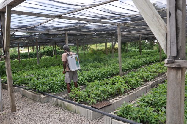 Un agricultor en su invernadero en Antigua, donde una iniciativa agrícola climáticamente inteligente busca mejorar la productividad agrícola, adaptándose al cambio climático, un área donde la inversión privada participa muy poco, por enfocarse en la mitigación. Crédito: Desmond Brown / IPS