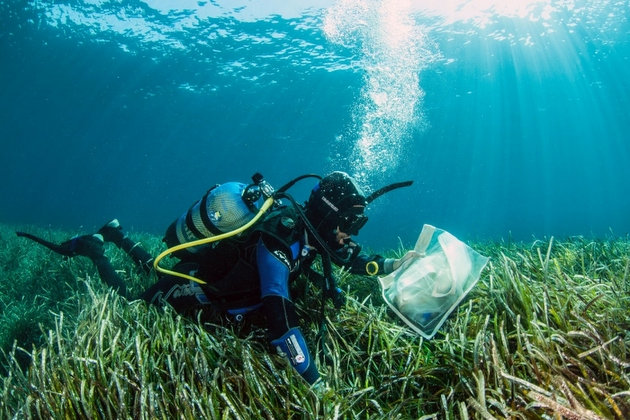 Un investigador durante un trabajo de campo en un prado de pastos marinos. Crédito: Dimitris Poursanidis/GRID-Arendal