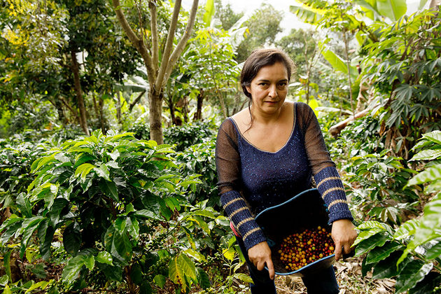 Cielo Gómez recoge granos de café en su finca. Crédito: Ryan Brown/ONU Mujeres