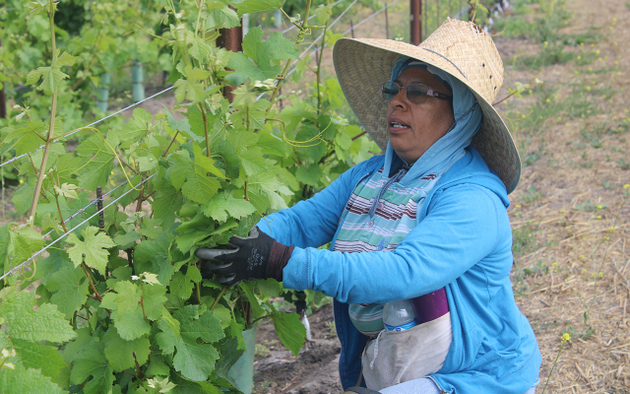 Una jornalera mexicana atiende las vides en un viñedo de California. Este es uno de los estados de Estados Unidos que tradicionalmente más utiliza trabajadores del vecino país de sur en sus labores agrícolas y que ahora urgió a Donald Trump a facilitar la llegada de temporeros mexicanos ante la amenaza de perder cosechas. Foto: Kau Sirenio/En el Camino