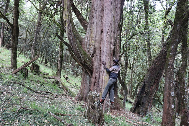 La comunidad indígena ogiek que vive en el bosque del monte Elgon, en Kenia, ha conservado el ecosistema natural del bosque durante siglos, y ahora luchan porque el gobierno reconozco sus derechos sobre el territorio, con la tecnología 3D. Foto: Isaiah Esipisu / IPS
