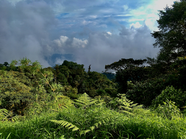 Territorio kichwa de la comunidad 24 de Mayo, cerca de Loreto, Ecuador. Foto: Matthew Wilburn King/Mongabay