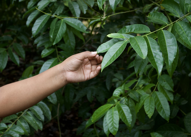 Las hojas de la planta de guayusa se utilizan para preparar té. Imagen de Matthew Wilburn King/Mongabay