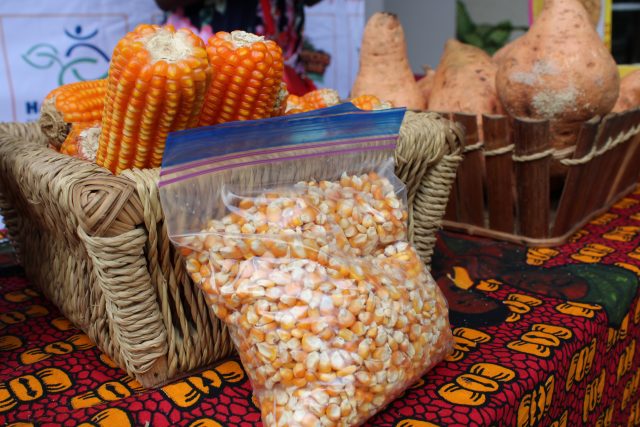 El maíz naranja con vitamina A proporciona un alimento altamente nutritivo que combate la desnutrición y que algunas empresas alimentarias lideradas por mujeres han comenzado a promover con distintas presentaciones en algunos países de África. Foto: Busani Bafana / IPS