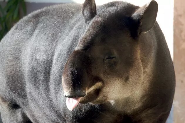El tapir es el mamífero más grande de América del Sur, puede alcanzar hasta 300 kg. Este animal herbívoro es un dispersor de semillas muy importante. Foto: Schmeeve/Flickr, bajo licencia Creative Commons 2.0