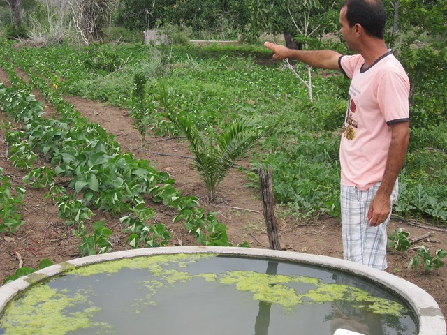 El campesino Abel Manto, logro cultivar en su finca, en el interior del estado de Bahia, en la región del Nordeste de Brasil, hortalizas y frutales, en un vergel en la ecorregión del Semiárido, gracias al agua de lluvia almacenada en varias cisternas. Sin riachuelos cercanos, su producción durante todo el año depende del acopio de lluvia. Foto: Mario Osava / IPS