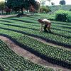 FAO pide transformar la agricultura en América Latina y el Caribe